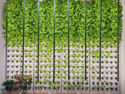 公司的种植园 主要种叶菜 是大家共享的沙拉菜 来源