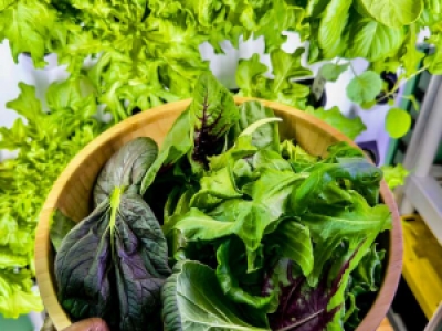 ​小仓园赋能智慧农业 国内某农业示范区打造室内种植新样板