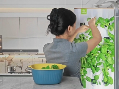 单位食堂 小仓园 智能种植园  主种青菜