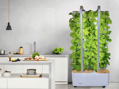 家里厨房 小仓园  不尽给厨房添了一份绿意生机 还能提供一些新鲜